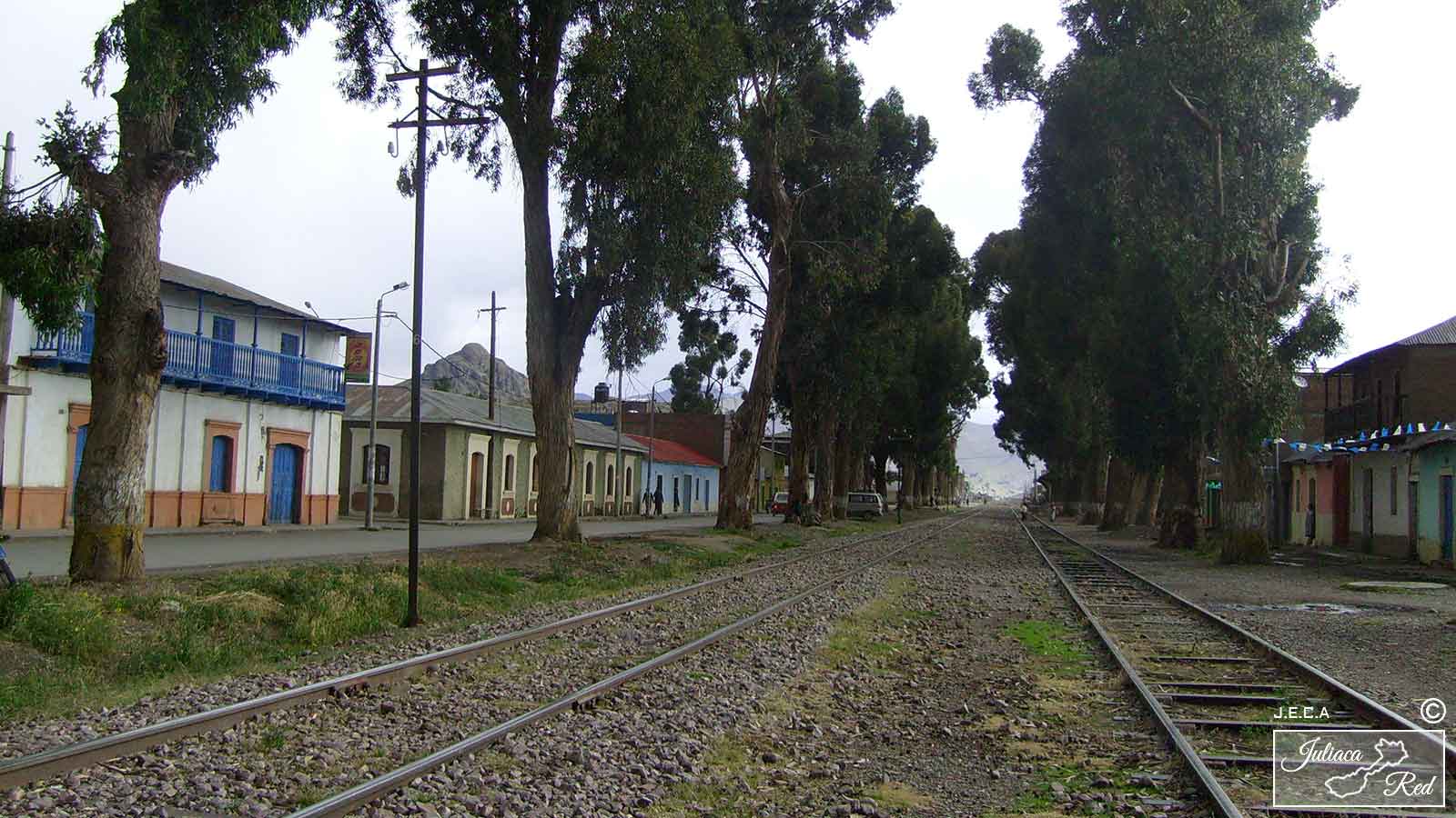 Avenida Deustua y sus arboles gigantes. Cabanillas