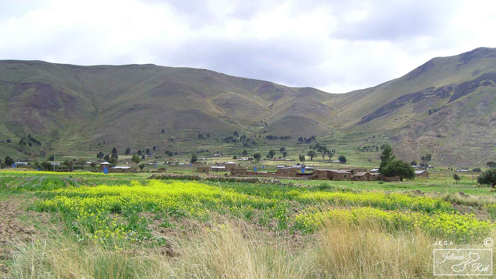 Campo de flores y cerros. Huataquita Cabanillas