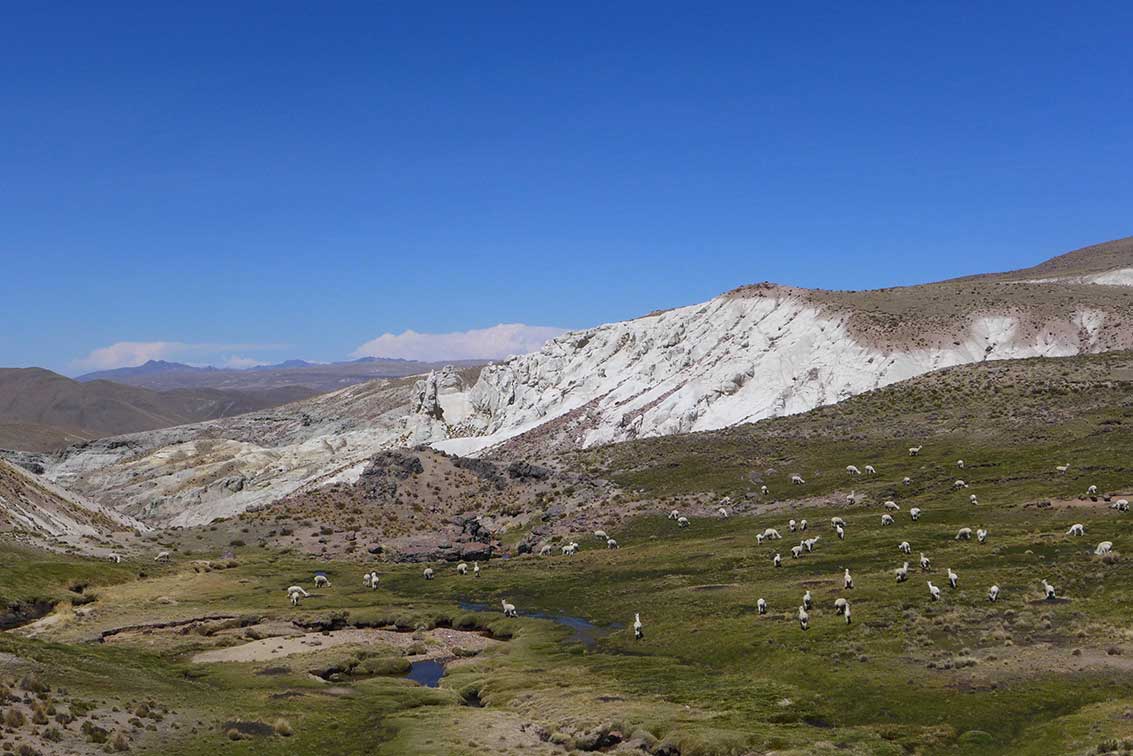 Bofedal en Tincopalca